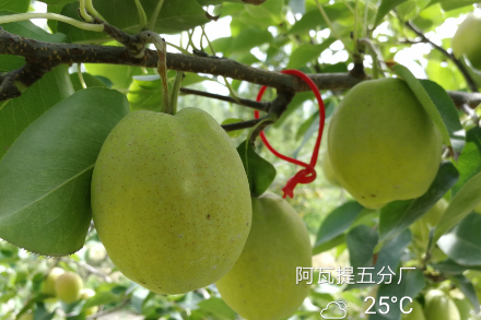 庫爾勒香梨梨小蛀果率小于1%？澳福姆能做到！