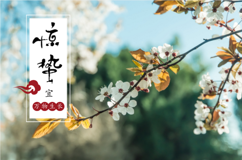 驚蜇到 ，桃始華，梨小如期而至