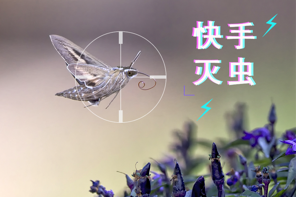 【快手滅蟲(chóng)】備戰(zhàn)3分鐘滅蟲(chóng)300只，不服來(lái)戰(zhàn)！