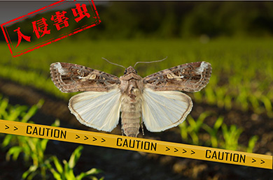 全球預警的重大害蟲草地貪夜蛾已侵入我國，該如何應對？！